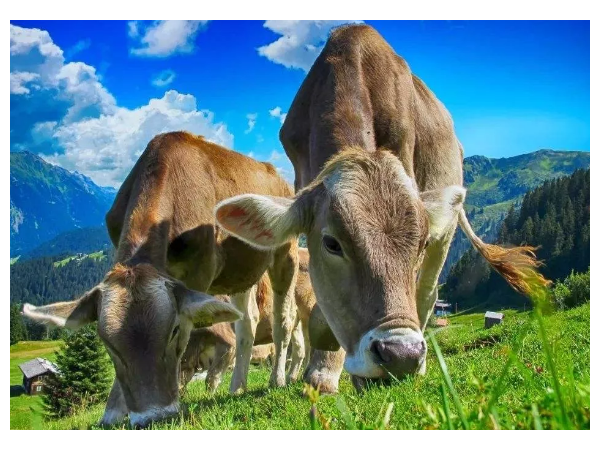 炎炎夏日，怎样防治牛中暑？