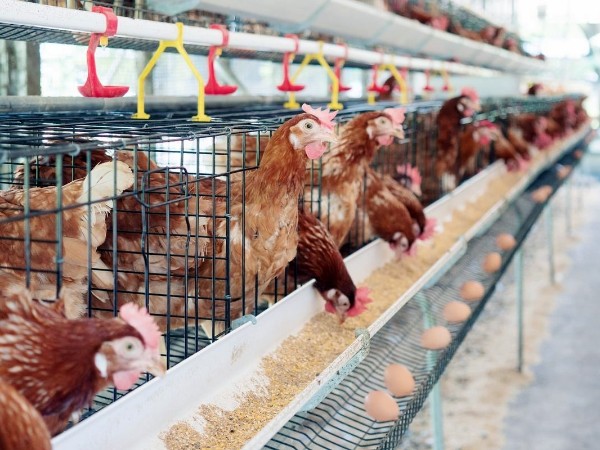 25 - 羟基维生素 D3：蛋鸡养殖中的重要营养素