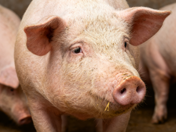 猪光吃饲料不长肉？用活力素！解决猪只长速慢难题