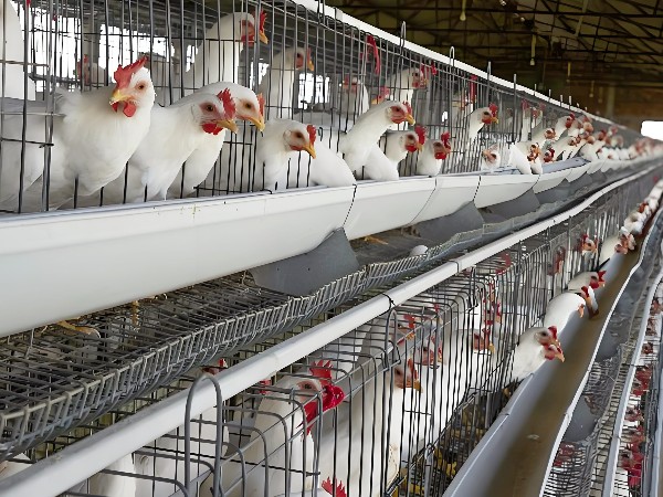 养鸡干货！养鸡界“老司机”解锁科学养殖 5 大关键点