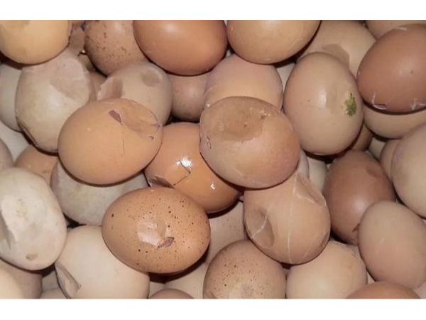 蛋壳质量差？壳丽素助力蛋鸡养殖实现“硬壳”计划