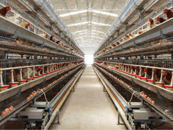 蛋鸡产蛋量不高？试试用久多酚养护肠道开始