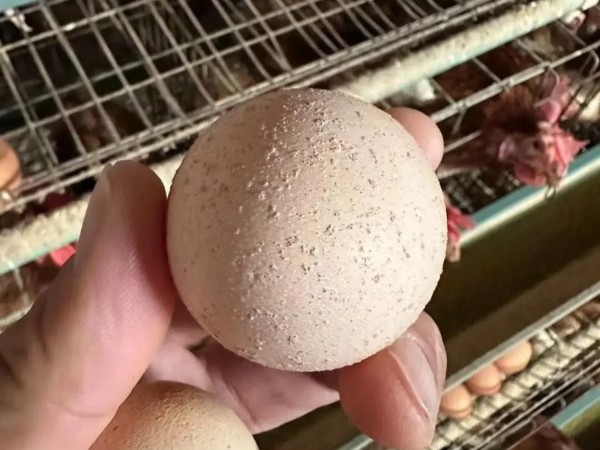 蛋鸡养殖遇难题：有沙壳蛋怎么办？这个办法养鸡人要知道