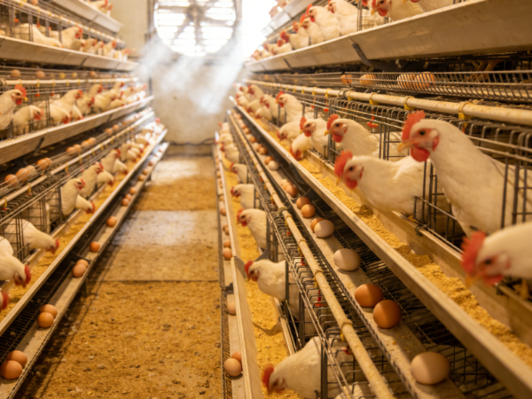 应对鸡群肠道问题：植物精油-金多酚，蛋鸡饲料添加剂新选择