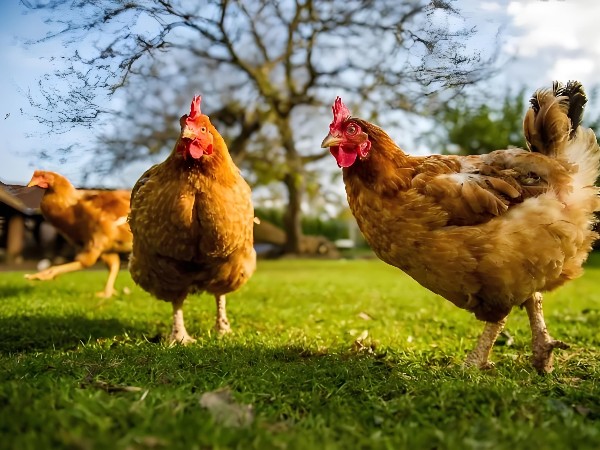 海兰褐蛋鸡科学饲养指南：解锁盈利密码