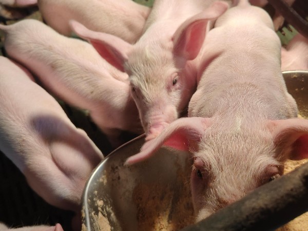 怎样让猪皮红毛亮？为什么养猪人更喜欢用富红宝？