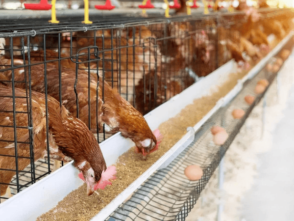 怎样养好鸡肠道？教你3招，方法简单！