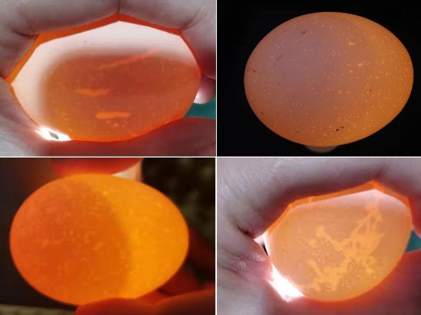 蛋鸡产蛋后期的蛋壳危机：成因探秘与破局之策