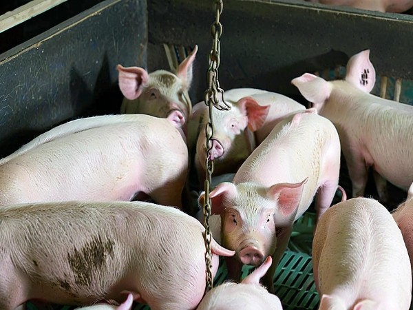 猪皮毛干燥不光亮？中农牧扬富红宝提供可行的应对方案