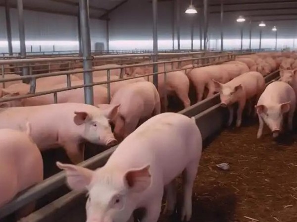 冬季养猪指南：精细管理，安然过冬
