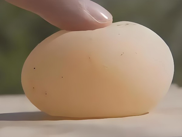 破解养鸡难题：壮骨宝助你告别软壳蛋