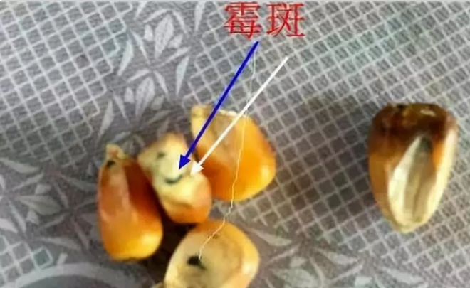 蛋鸡使用新玉米导致每天损失十几只，原来是霉菌破坏了肝！