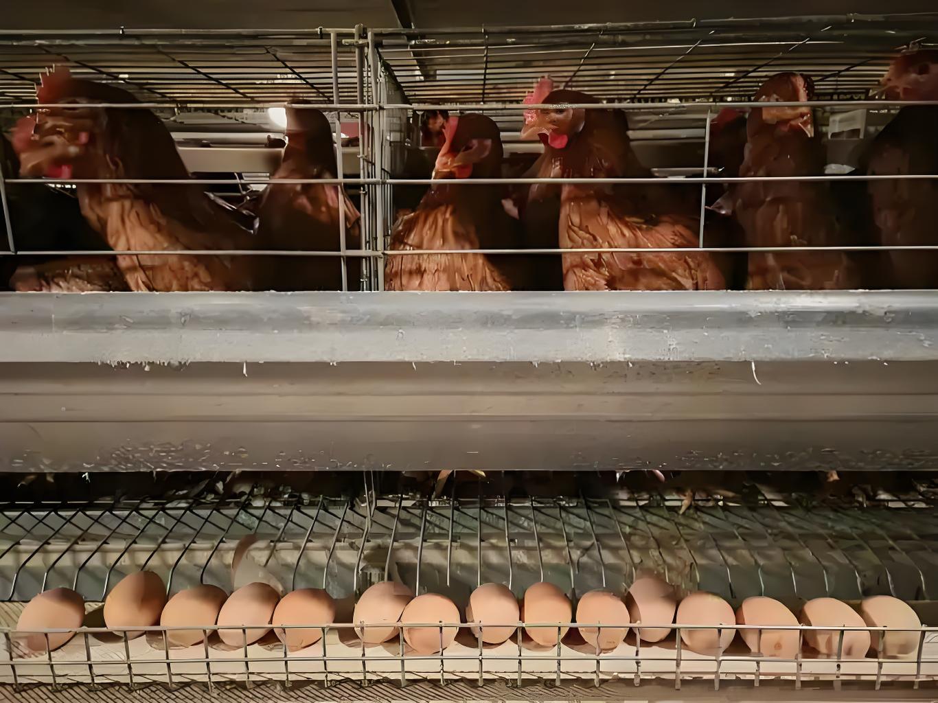 壳丽素（蛋呱呱）——助力养鸡人解决蛋壳质量问题