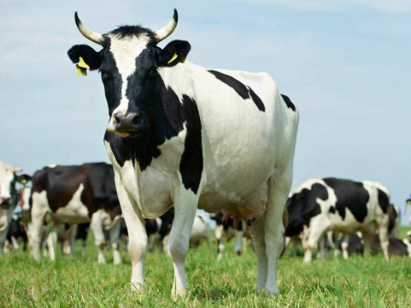 牛粪应该怎么处理？