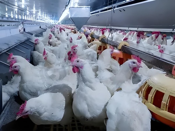 蛋鸡养殖技术分享：关注肠道健康，延长产蛋期