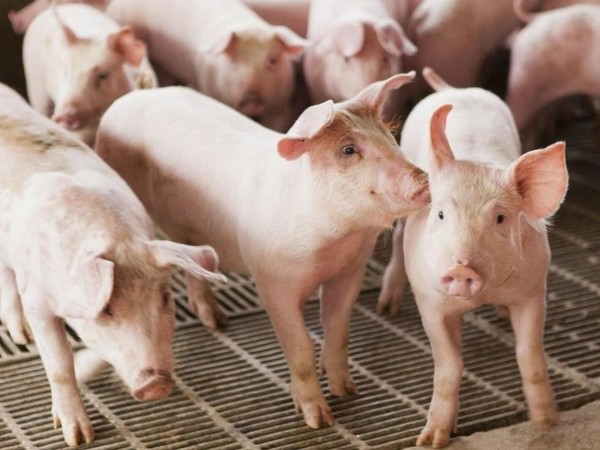 活力素：解决猪光吃不长肉难题，降低养猪成本