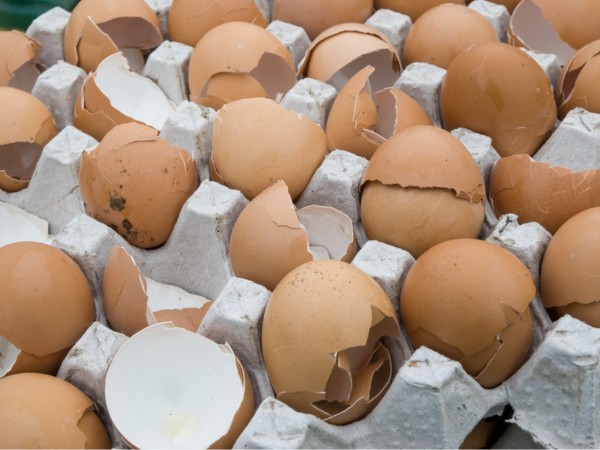 蛋壳薄、破蛋多？试试这个养护新方案——壳丽素