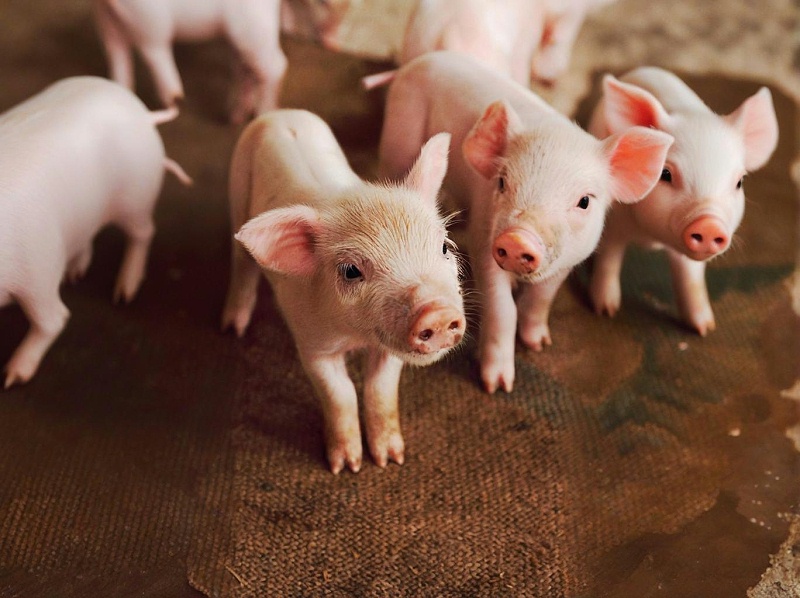 仔猪长得慢怎么办