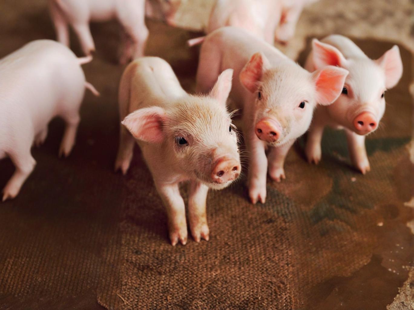 仔猪长得慢怎么办？养猪必学！
