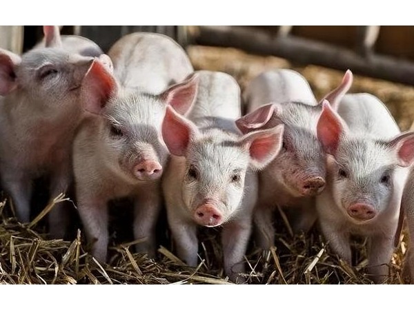 猪只生长速度慢？中农牧扬活力素提供养猪新方案